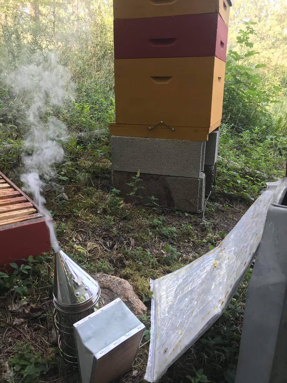 Destruction des nuisibles à Montregard et dans le 43